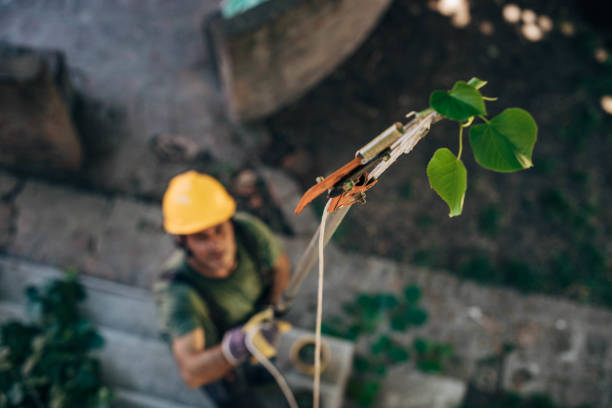 Tree Service Company in Altamonte Springs, FL